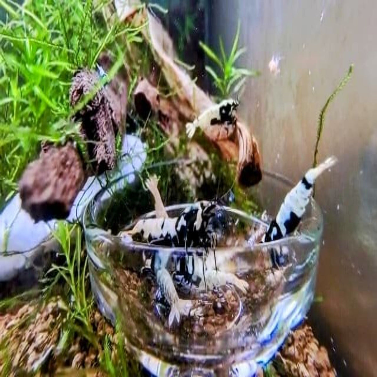 Black Galaxy Tiger Shrimp - Nano Tanks Australia Aquarium Shop
