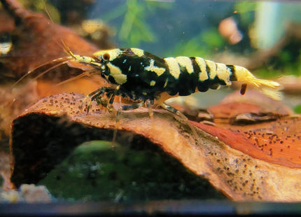 Black Galaxy Tiger Shrimp - Nano Tanks Australia Aquarium Shop
