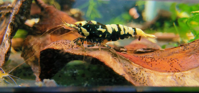 Black Galaxy Tiger Shrimp - Nano Tanks Australia Aquarium Shop