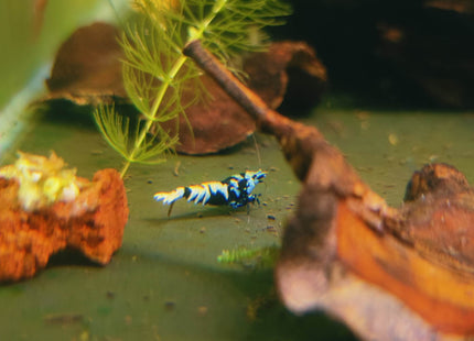 Black Galaxy Tiger Shrimp - Nano Tanks Australia Aquarium Shop