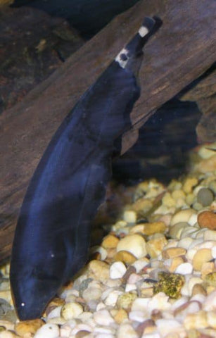 Black Ghost Knife Fish 9cm - Nano Tanks Australia Aquarium Shop