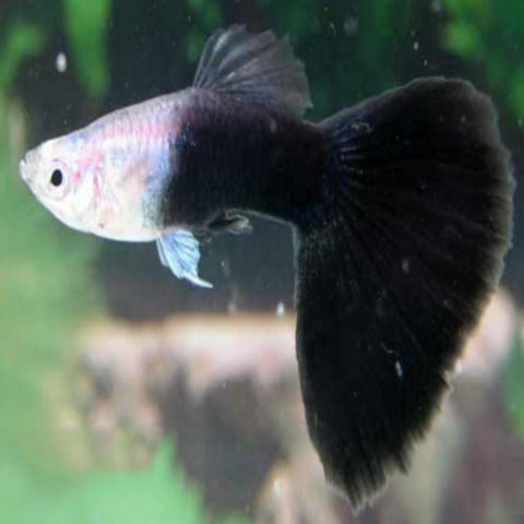 Black Guppy Males - Nano Tanks Australia Aquarium Shop