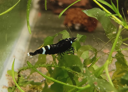 Black King Kong Shrimp - Nano Tanks Australia Aquarium Shop