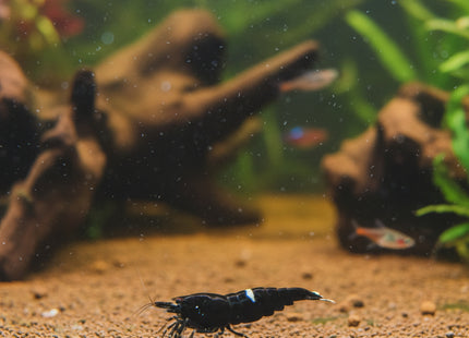 Black King Kong Shrimp - Nano Tanks Australia Aquarium Shop