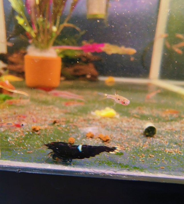 Black King Kong Shrimp - Nano Tanks Australia Aquarium Shop