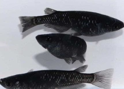 Black Medaka Rice Fish 3-4cm - Nano Tanks Australia Aquarium Shop