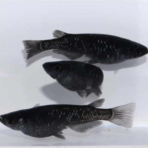 Black Medaka Rice Fish 3-4cm - Nano Tanks Australia Aquarium Shop