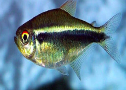 Black Neon Tetra - Nano Tanks Australia Aquarium Shop