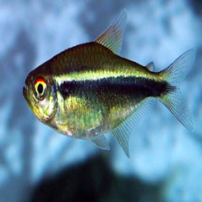 Black Neon Tetra - Nano Tanks Australia Aquarium Shop