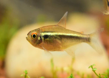 Black Neon Tetra (Gold Form) 3cm - Nano Tanks Australia Aquarium Shop