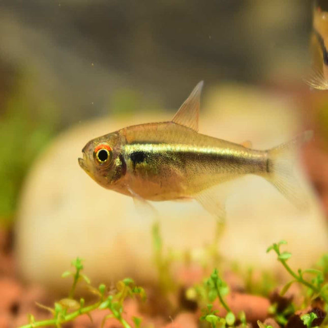 Black Neon Tetra (Gold Form) 3cm - Nano Tanks Australia Aquarium Shop