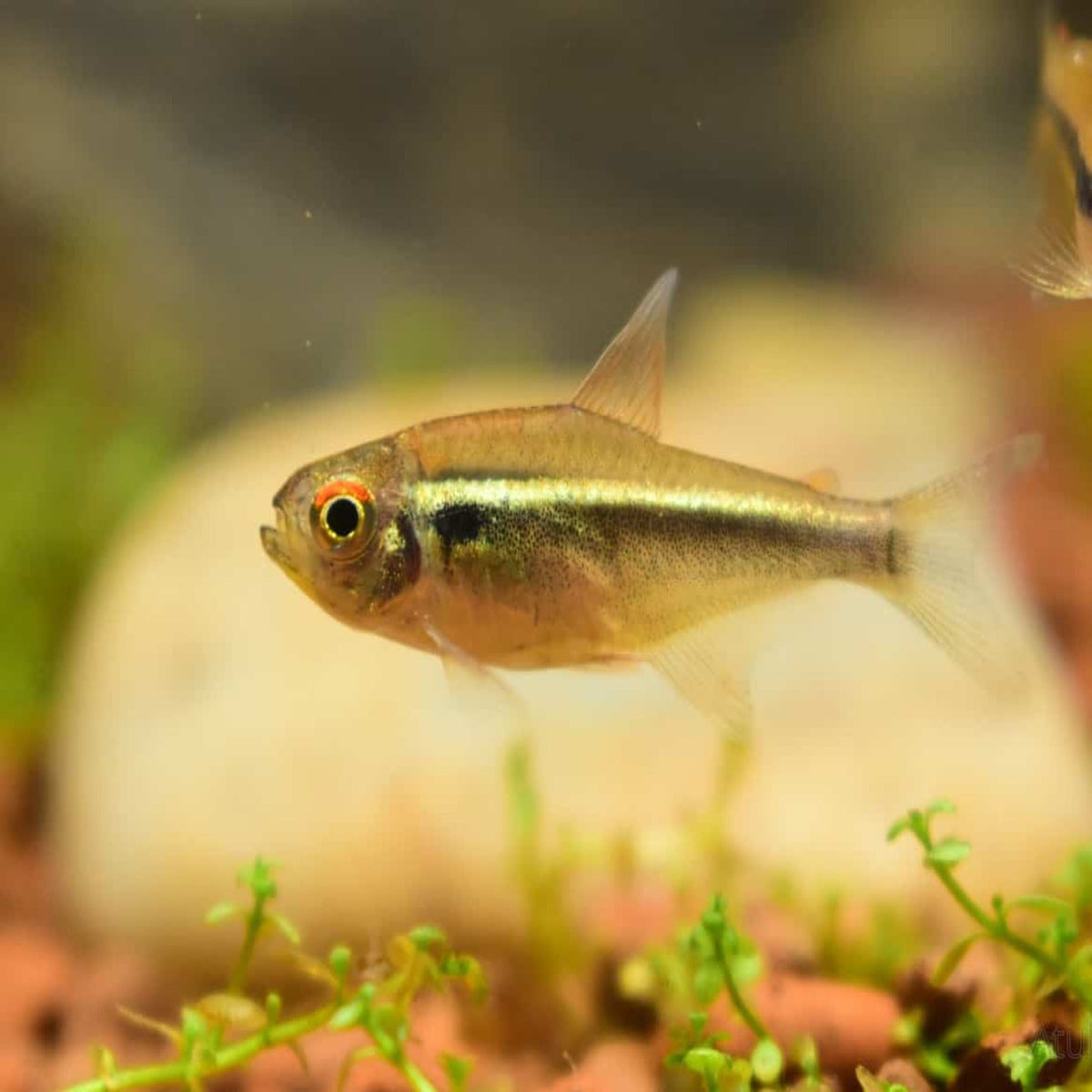 Black Neon Tetra (Gold Form) 3cm – Nano Tanks Australia Aquarium Shop