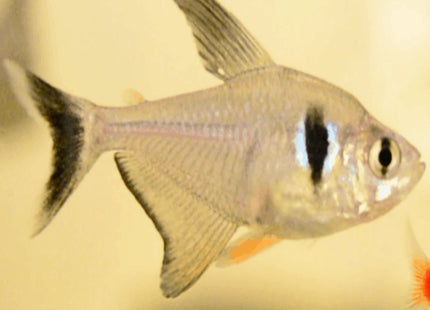 Black Phantom Tetra 2.5cm - Nano Tanks Australia Aquarium Shop