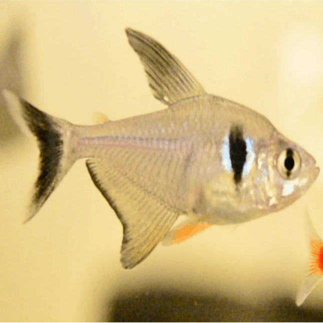 Black Phantom Tetra 2.5cm - Nano Tanks Australia Aquarium Shop