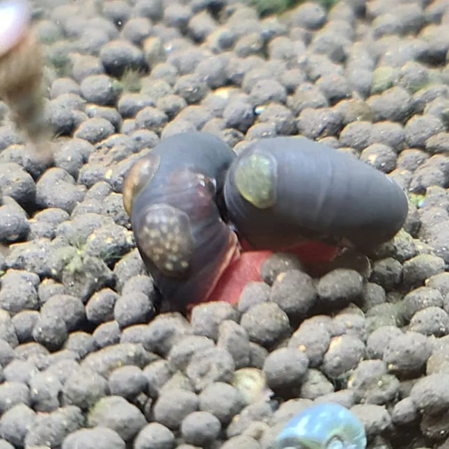 Black Ramshorn Snail - Nano Tanks Australia Aquarium Shop