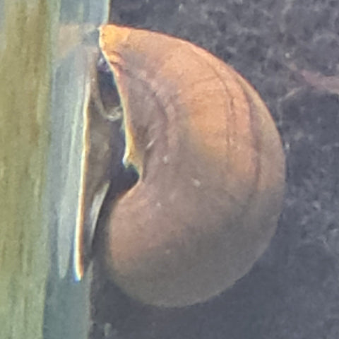 Black/Brown Black Foot Mystery Snail - Nano Tanks Australia Aquarium Shop