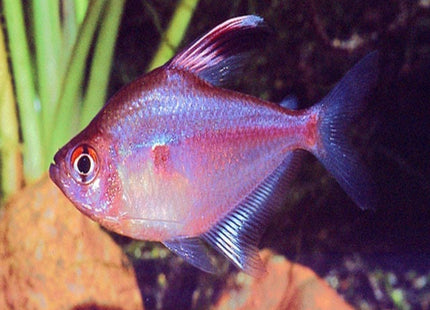 Bleeding Heart Tetra 3.5cm - Nano Tanks Australia Aquarium Shop