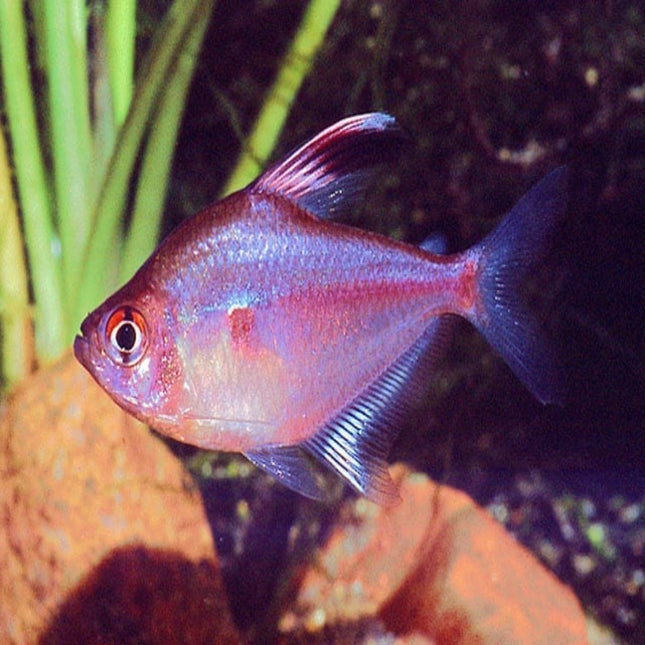 Bleeding Heart Tetra 3.5cm - Nano Tanks Australia Aquarium Shop