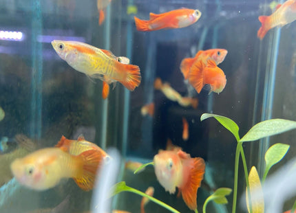 Blonde Cobra Guppy - Nano Tanks Australia Aquarium Shop