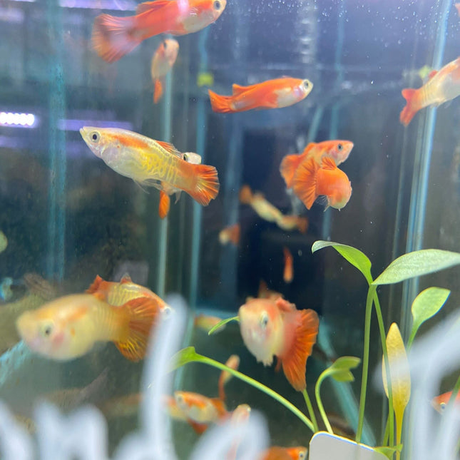 Blonde Cobra Guppy - Nano Tanks Australia Aquarium Shop