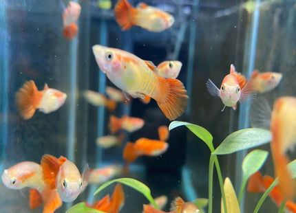 Blonde Cobra Guppy - Nano Tanks Australia Aquarium Shop