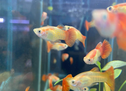 Blonde Cobra Guppy - Nano Tanks Australia Aquarium Shop