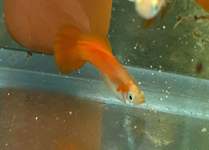 Blonde Tyron Guppy - Nano Tanks Australia Aquarium Shop