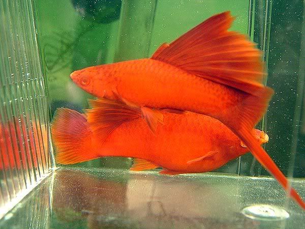 Blood Red Hi-Fin Swordtail 3cm - Nano Tanks Australia Aquarium Shop