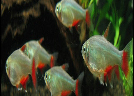 Bloodfin Tetra - Nano Tanks Australia Aquarium Shop