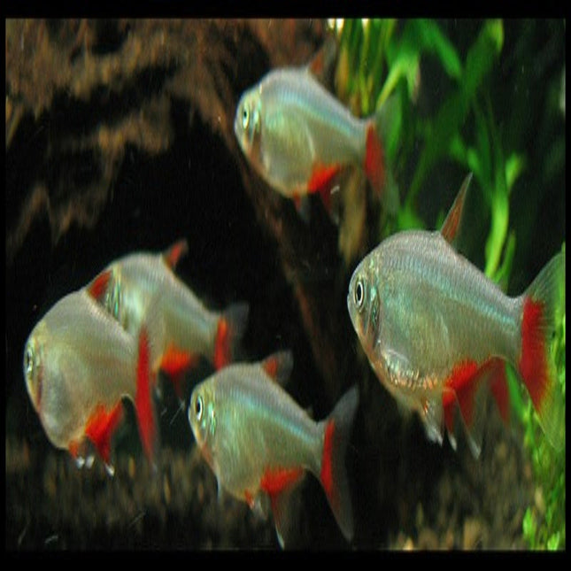 Bloodfin Tetra - Nano Tanks Australia Aquarium Shop