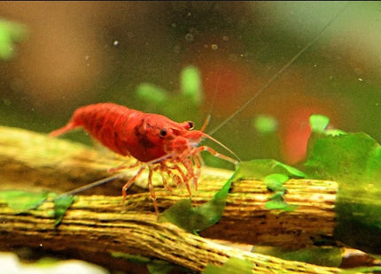 Bloody Mary Shrimp - Nano Tanks Australia Aquarium Shop