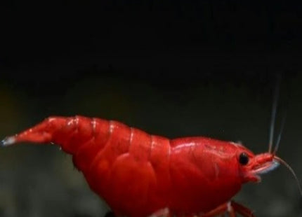 Bloody Mary Shrimp - Nano Tanks Australia Aquarium Shop