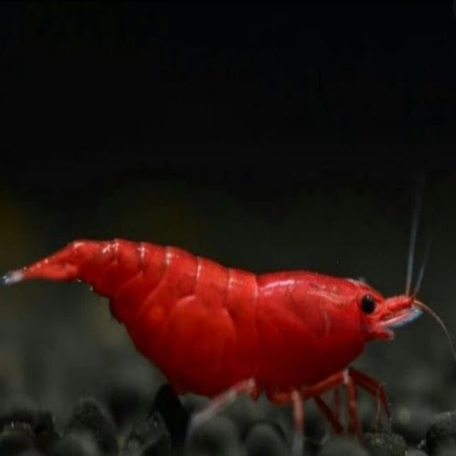 Bloody Mary Shrimp - Nano Tanks Australia Aquarium Shop