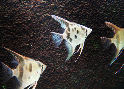 Blue Clown Pinoy Angels - Nano Tanks Australia Aquarium Shop