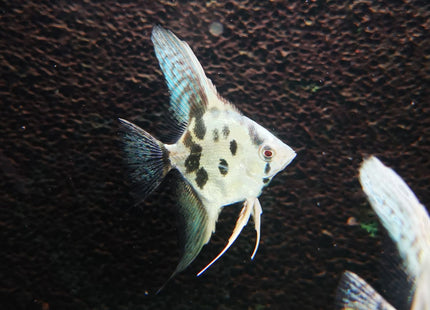Blue Clown Pinoy Angels - Nano Tanks Australia Aquarium Shop