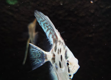 Blue Clown Pinoy Angels - Nano Tanks Australia Aquarium Shop
