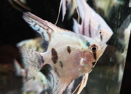 Blue Clown Pinoy Angels - Nano Tanks Australia Aquarium Shop