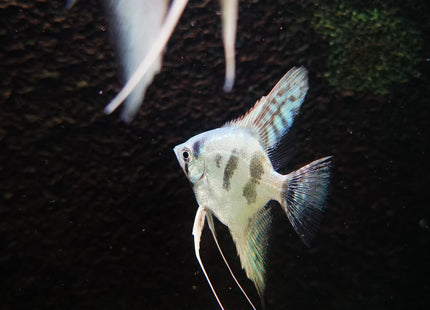 Blue Clown Pinoy Angels - Nano Tanks Australia Aquarium Shop