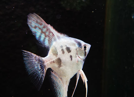 Blue Clown Pinoy Angels - Nano Tanks Australia Aquarium Shop