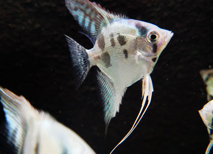 Blue Clown Pinoy Angels - Nano Tanks Australia Aquarium Shop