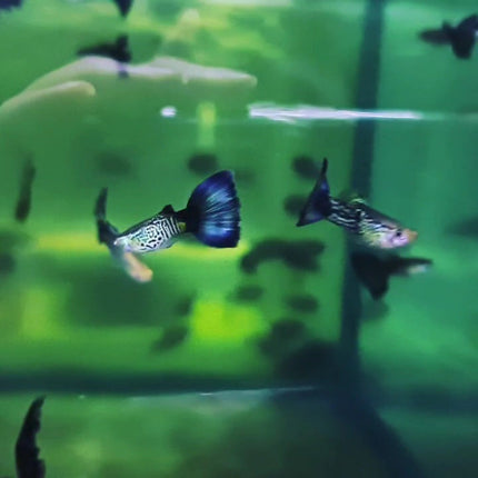 Blue Cobra Guppy (Males) - Nano Tanks Australia Aquarium Shop