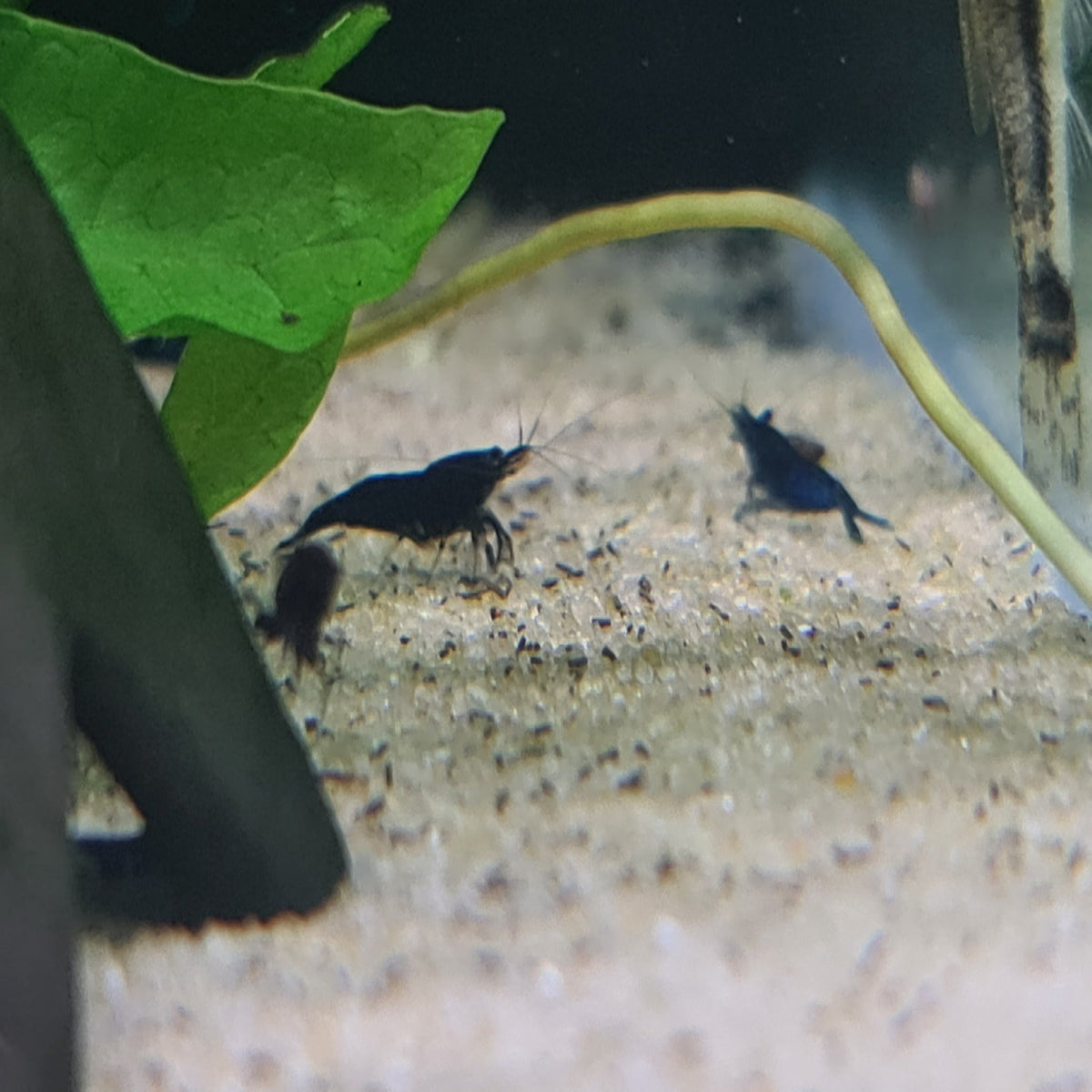 Blue Dream Cherry Shrimp - Nano Tanks Australia Aquarium Shop