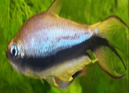Blue Emperor Tetra (Nematobrycon palmeri) - Nano Tanks Australia Aquarium Shop