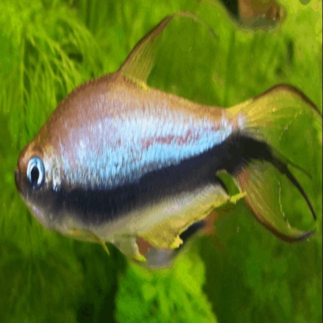 Blue Emperor Tetra (Nematobrycon palmeri) - Nano Tanks Australia Aquarium Shop