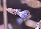 Male