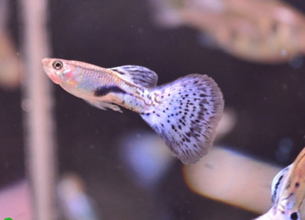 Blue Grass Guppy Males and Females - Nano Tanks Australia Aquarium Shop