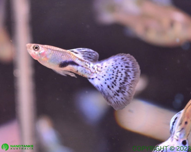 Blue Grass Guppy Males and Females - Nano Tanks Australia Aquarium Shop