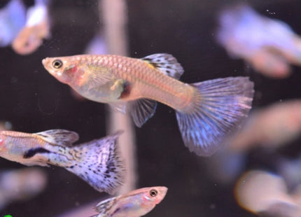 Blue Grass Guppy Males and Females - Nano Tanks Australia Aquarium Shop