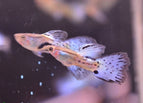 Pair (1 Male 1 Female)
