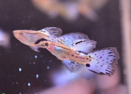 Blue Grass Guppy Males and Females - Nano Tanks Australia Aquarium Shop